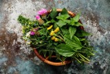 Jakie zioła warto zbierać w maju? Sprawdź ich właściwości zdrowotne