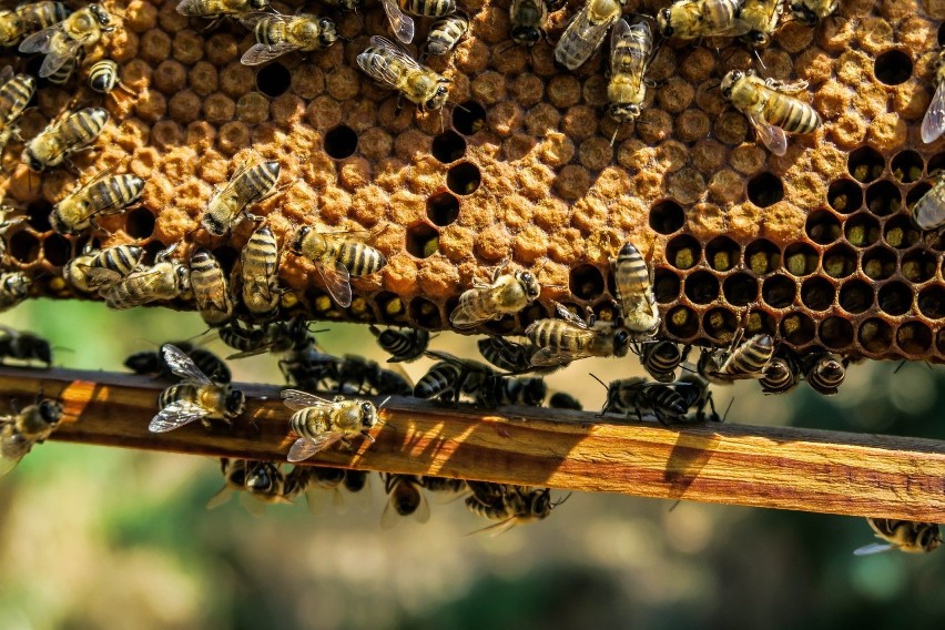 Trująca substancja w ulach na Mazowszu. Nie żyje 1,5 miliona pszczół. Trwają poszukiwania sprawcy