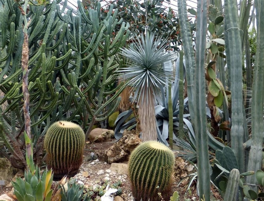 Rośliny sfery podzwrotnikowej suchej: Sukulenty - kaktusy, a...
