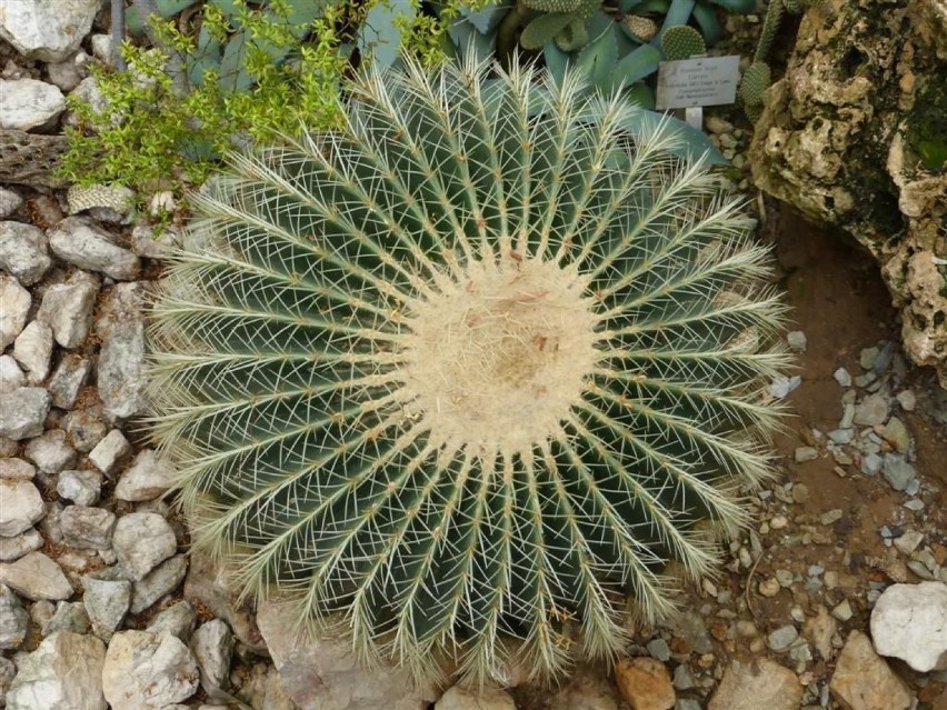 Echinocactus grusonii - sukulent łodygowy. Kaktusy należą do...