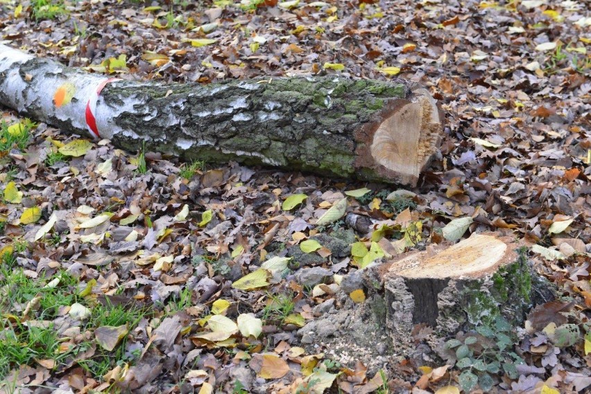 NOWY DĘBIEC. Wycinka drzew nad jeziorem w granicach obszaru Natura 2000 prowadzona na zlecenie władz gminy Kościan [ZDJĘCIA] 