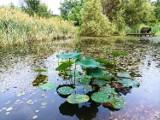 Arboretum Wojsławice końcem sierpnia. Schyłek lata w ogrodzie dendrologicznym ZOBACZ ZDJĘCIA