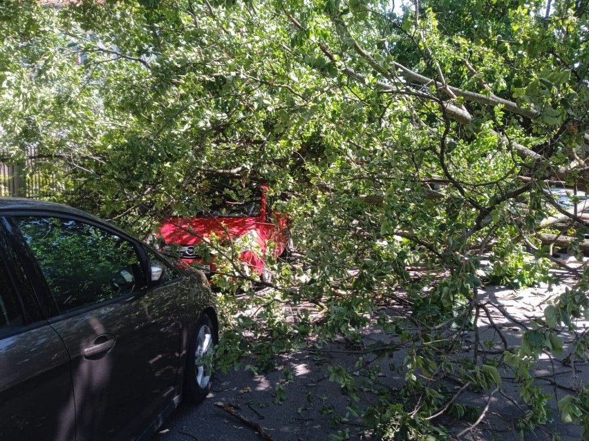 Przewrócone drzewo na auta we Włocławku