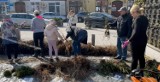Akcja „Zielone Radomsko”. 8 tysięcy sadzonek drzew trafi do mieszkańców miasta. FILM, ZDJĘCIA