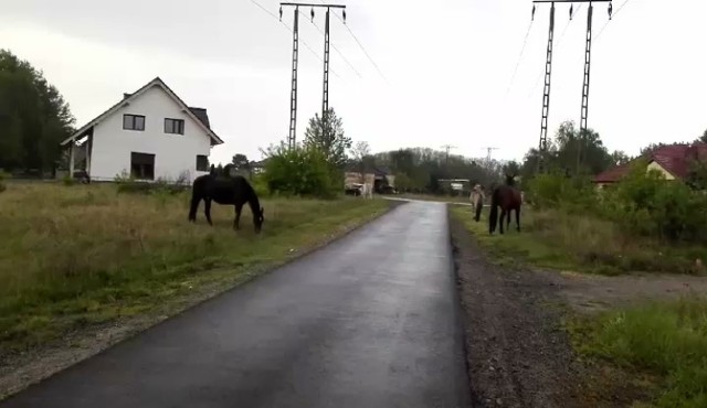 Konie chodzą sobie samopas po drogach