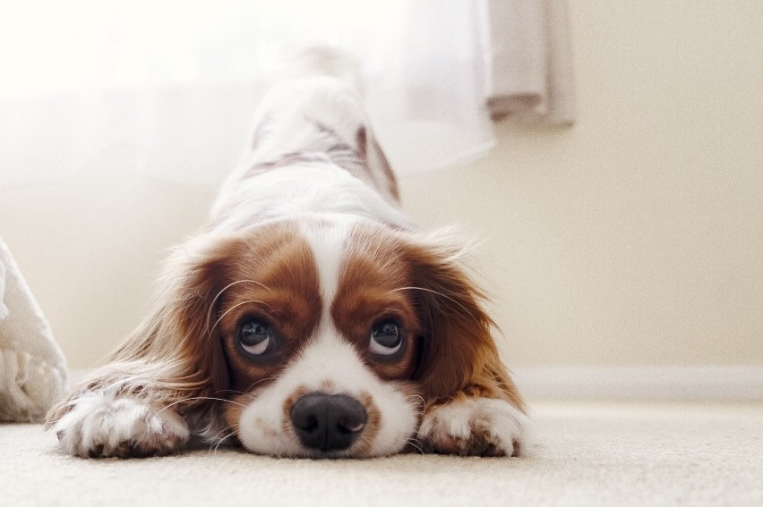 Cavalier king charles spaniel kochane przez arystokrację...