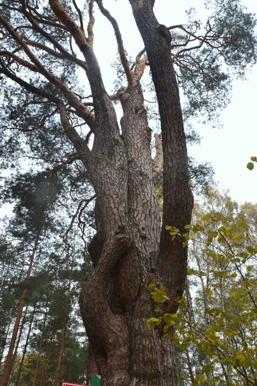Sosna zwyczajna jest najliczniejszym drzewem Polski. Jest...