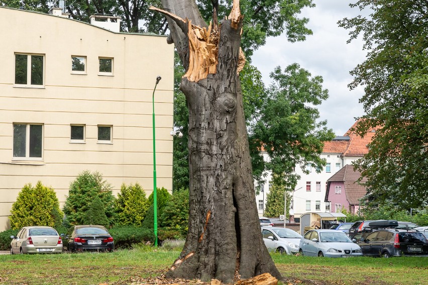 Najstarszy buk znika z Parku Miejskiego w Trzebnicy