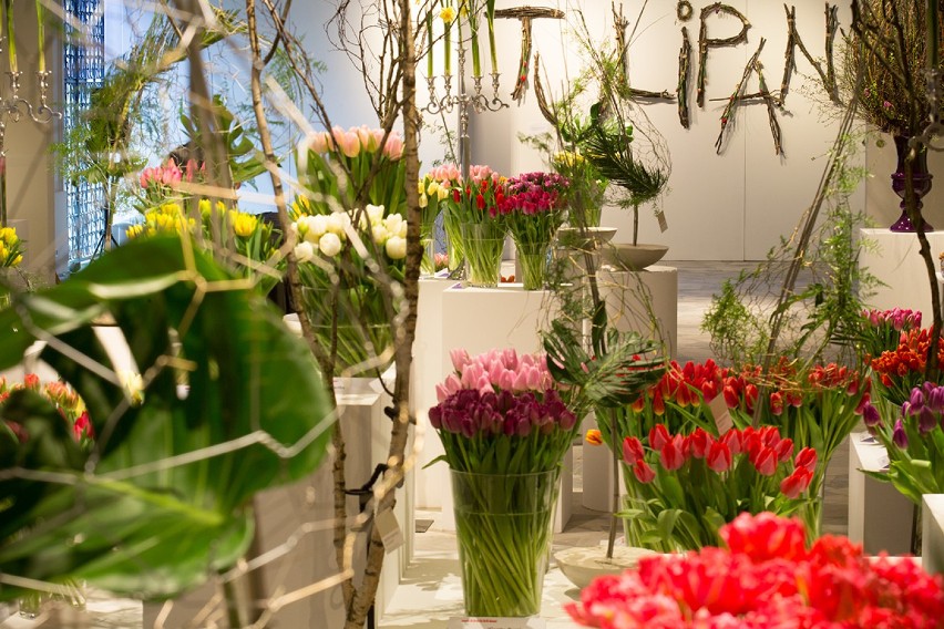 Wystawa tulipanów Wilanów. Prawie 100 odmian pięknych i...