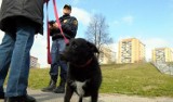 Psy w Łodzi zostawiają dziennie 20 ton kup na ulicach. Czy łodzianie sprzątają po pupilach?