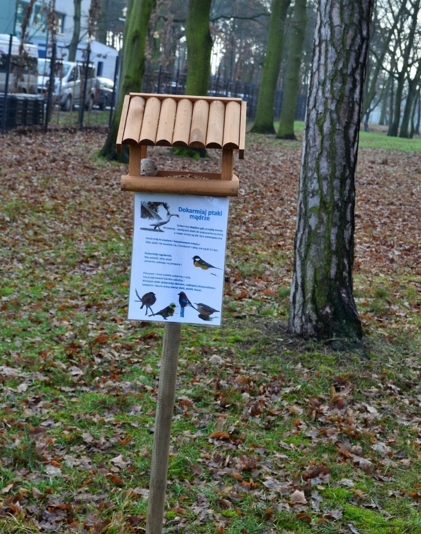 Karmniki dla ptaków pojawiły się w parkach w Tomaszowie Maz. Jak poprawnie dokarmiać ptaki? [ZDJĘCIA]