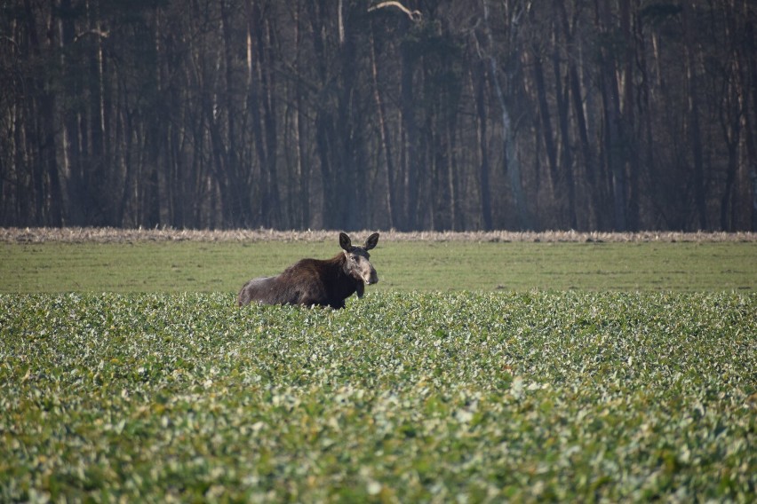 Klępa leżała w trawie. Mimo tego, że zbliżali się do niej...