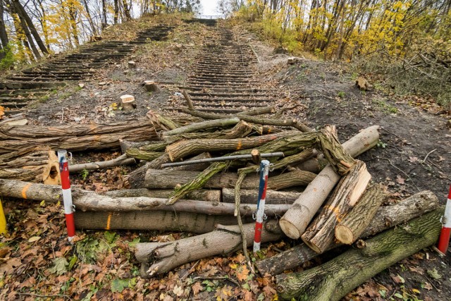 Wkrótce dobiegnie końca wycinka drzew przy ul. Kujawskiej w Bydgoszczy, przygotowywanej pod budowę trasy tramwajowej na odcinku od ronda Bernardyńskiego. Drogowcy twierdzą, że pomimo ogromu dewastacji przyrody (wycięto kilkaset drzew), wybrano najbardziej oszczędną dla przyrody wersję. Wycinka to nie wszystko. Plan inwestycji to również wyburzenie ruder w pobliżu stacji benzynowej przy Kujawskiej.