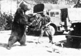 Miś Wojtek z Żagania! Niesamowita i wzruszającą historia niedźwiedzia, który został żołnierzem!