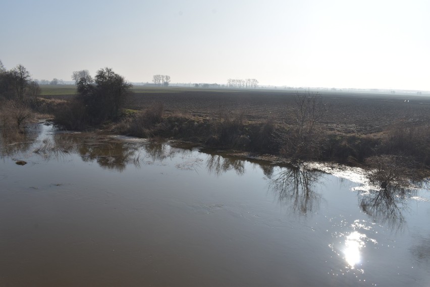 15 lutego 2021 r. stan wody w rzece Prośnie w punkcie pomiarowym usytuowanym w Bogusławiu wynosił 143 cm. Po tygodniu wzrósł do 192 cm