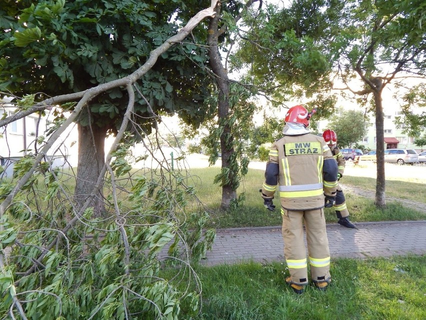 Straż wojskowa usuwała konar przy ulicy Grunwaldzkiej w...