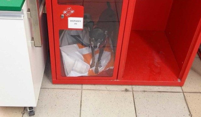 Skandal w markecie. Właściciel zostawił psa w skrytce i poszedł na zakupy