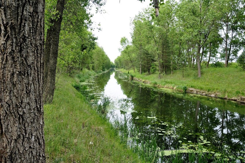 Kanał Notecki - fauna, flora i krajobraz