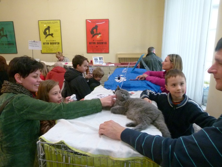 Kocie piękności w tomaszowskim muzeum.