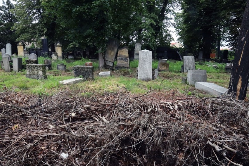 Cmentarz Żydowski w Legnicy powstał 182 lat temu, zobaczcie jak wygląda dzisiaj [ZDJĘCIA]