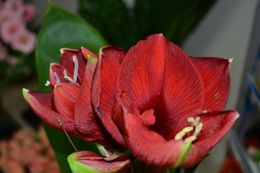 Amarylis jest kwiatem popularnym, pochodzi z Afryki...