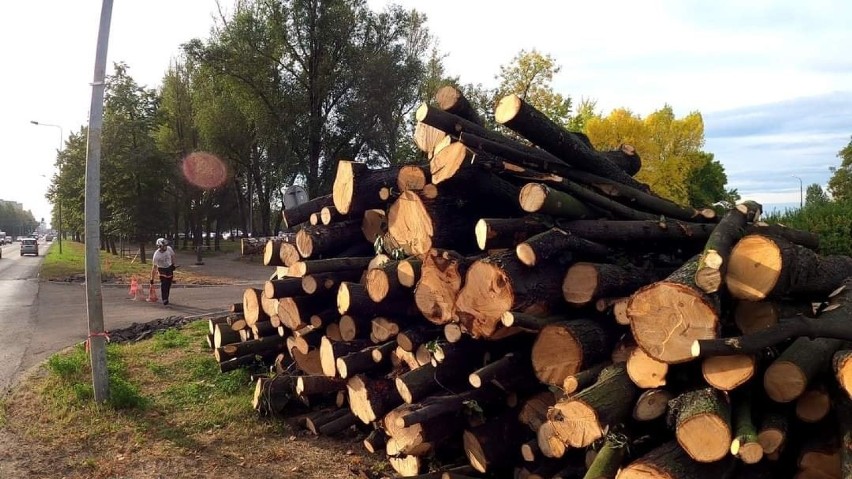 W alei Niepodległości w Częstochowie wycięto ponad 50 drzew