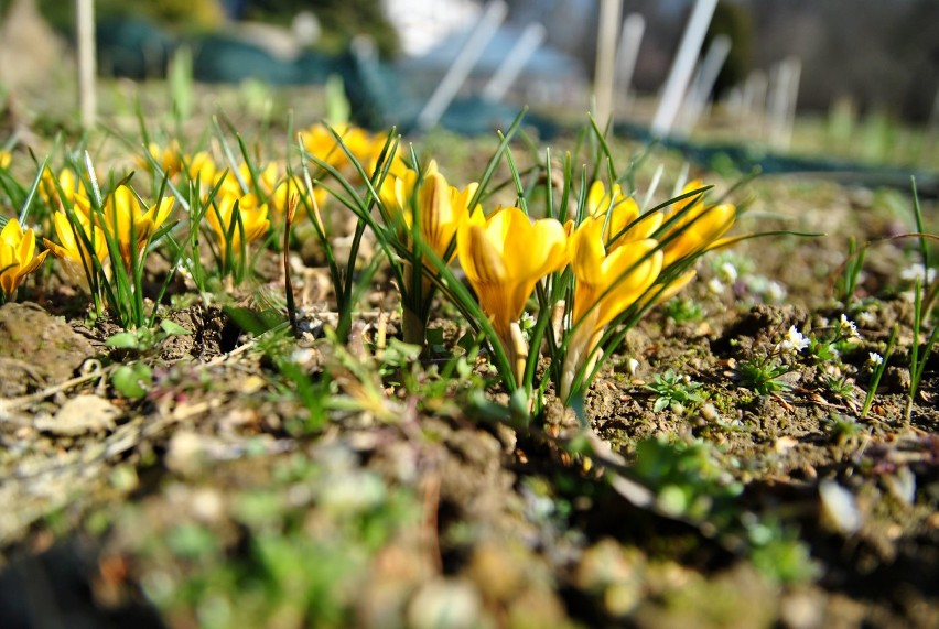 Ogród Botaniczny UMCS: Zobacz jak pięknie kwitną kwiaty na wiosnę (ZDJĘCIA)