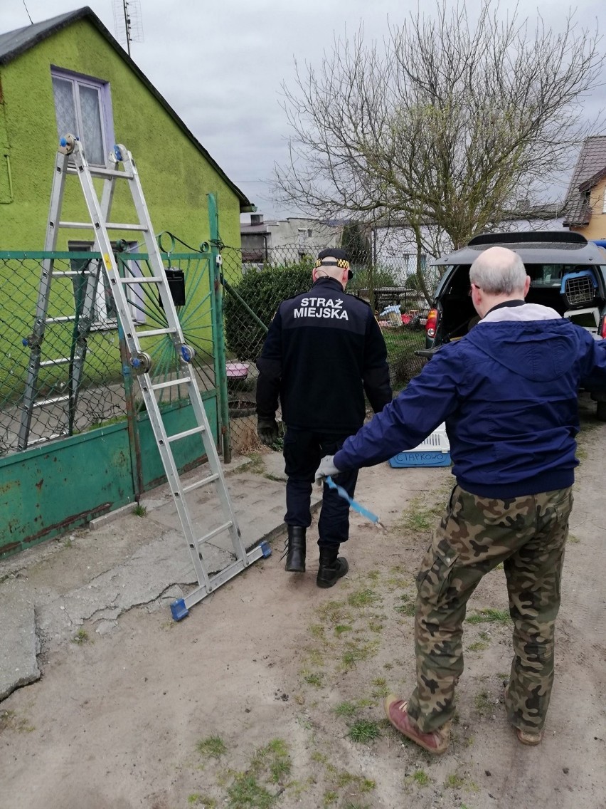 Porzucone psy w Gdyni. Zwierzęta przez około dwa miesiące przebywały na posesji bez wody i jedzenia [zdjęcia]