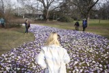 Wiosna w Warszawie. Zakwitły pierwsze krokusy! Przepiękne kwiaty zwiastują długo wyczekiwaną wiosnę