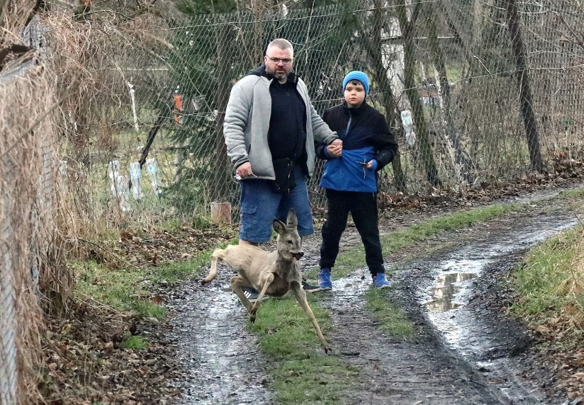 Dzikie zwierzęta w Legnicy, spotkaliśmy sarny na ogródkach działkowych