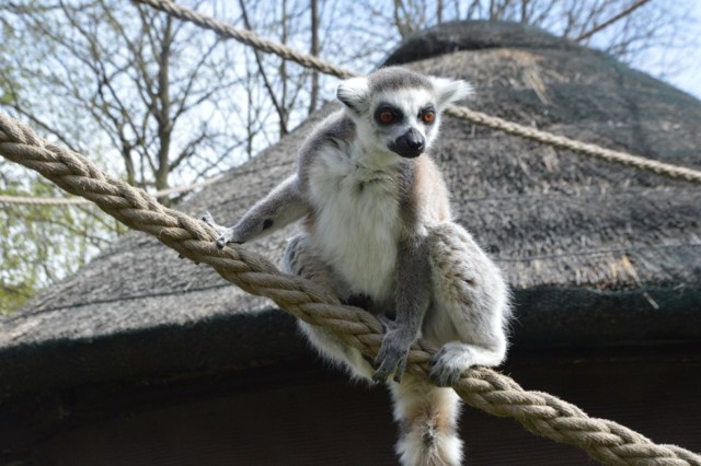 We wrocławskim zoo urodziły się małe lemury katta / Karmienie lemurów we wrocławskim zoo