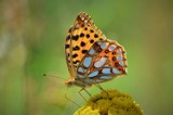 Issoia Lathonia czyli Quenn of Spain fritillary. Motylek okiem Jacka Olejniczaka z Kościana 