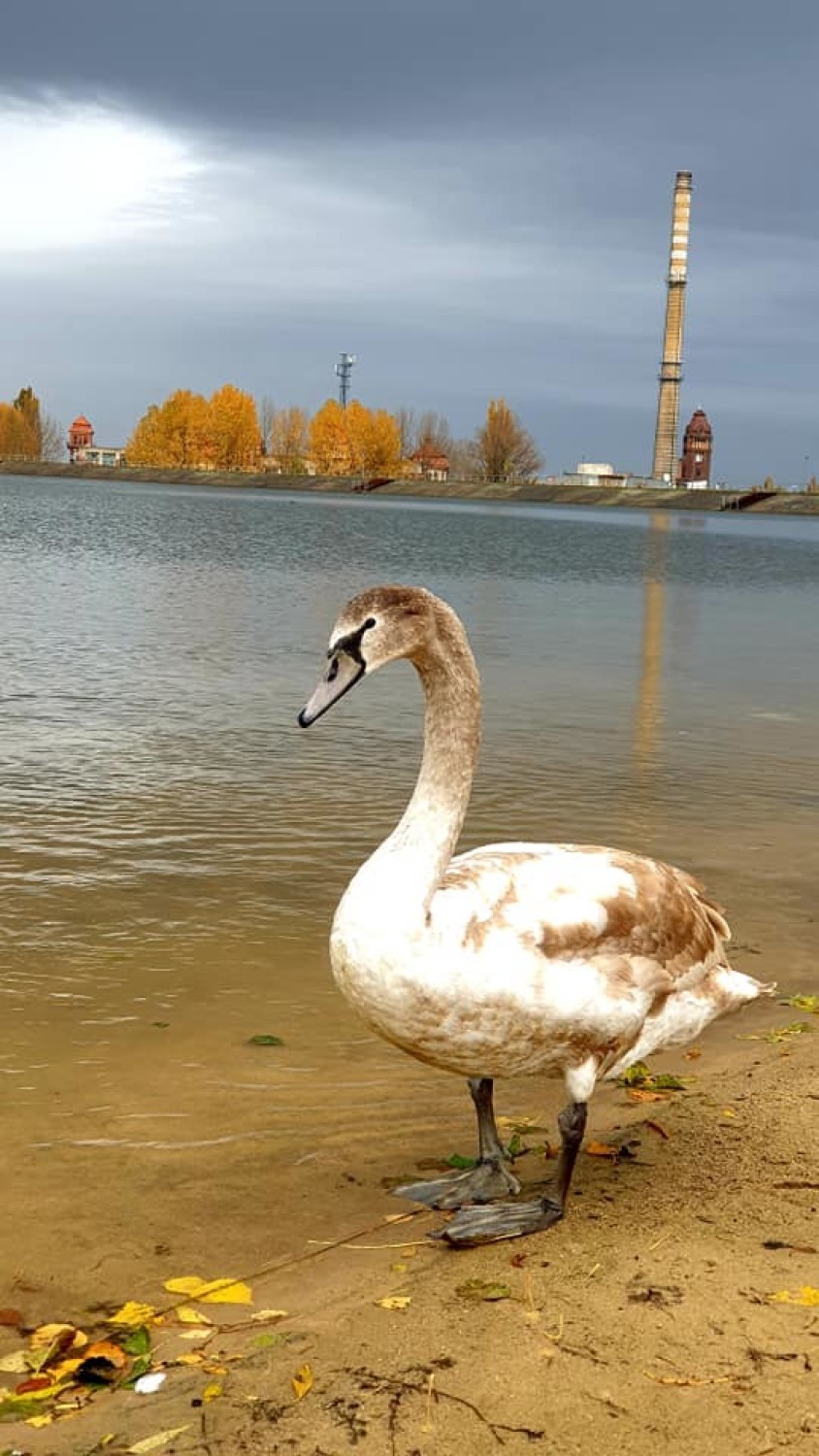 Jezioro Bielawskie cudowne jesienią