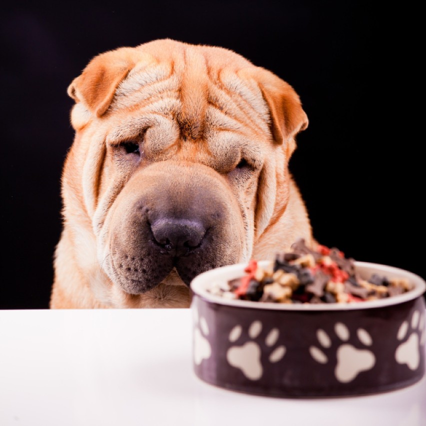 Zbilansowana dieta psa - jak ją ułożyć?