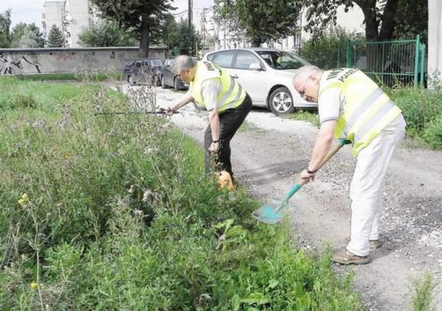 Radni Olech i Kieraj podczas walki z chwastami przy ulicy Brzozowej