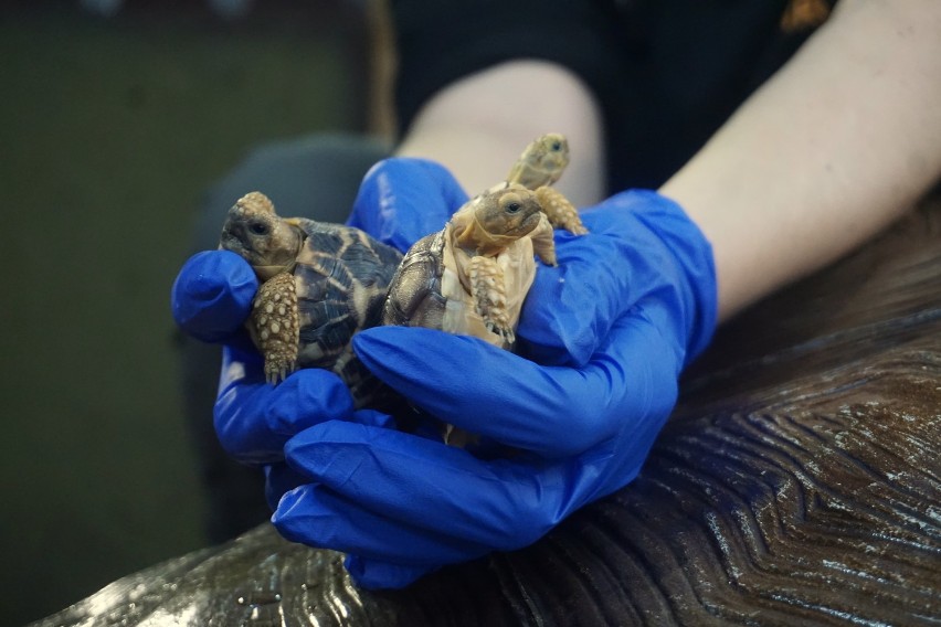 22 żółwie przyszły na świat we wrocławskim zoo. Zobaczcie zdjęcia maluchów!