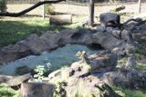 W chorzowskim zoo otwarto nowe wybiegi dla rysi i rosomaków! Rysie pojawią się w listopadzie. Zobacz, jak wyglądają ich nowe mieszkania