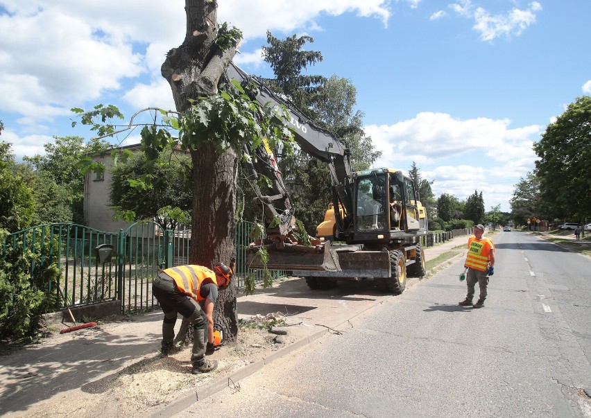 Remont drogi w Bezrzeczu ważniejszy od drzew. Jest umowa między mieszkańcami a starostwem w Policach