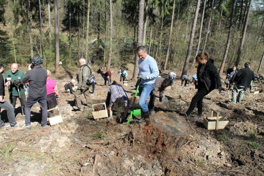 Świebodzice: Sadzili las dla pokoleń