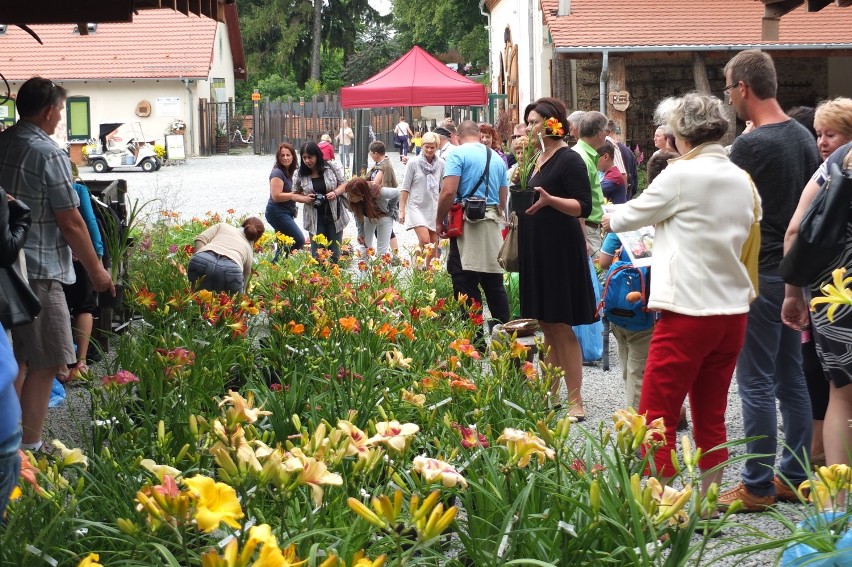 Świeto liliowców w Wojsławickim Arboretum       