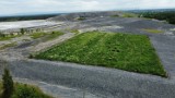 Hałda przy kopalni Janina w Libiążu pokryła się zielenią, ale tylko kilka hektarów. To w ramach projektu Recovery