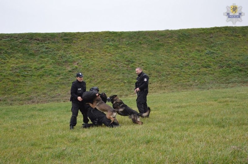 Malbork. Szkolenie policyjnych psów na lotnisku 22 BLT 