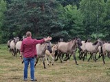 Nieprawidłowości w hodowli koni u Telusa? Lasy Państwowe kontrolują gospodarstwo