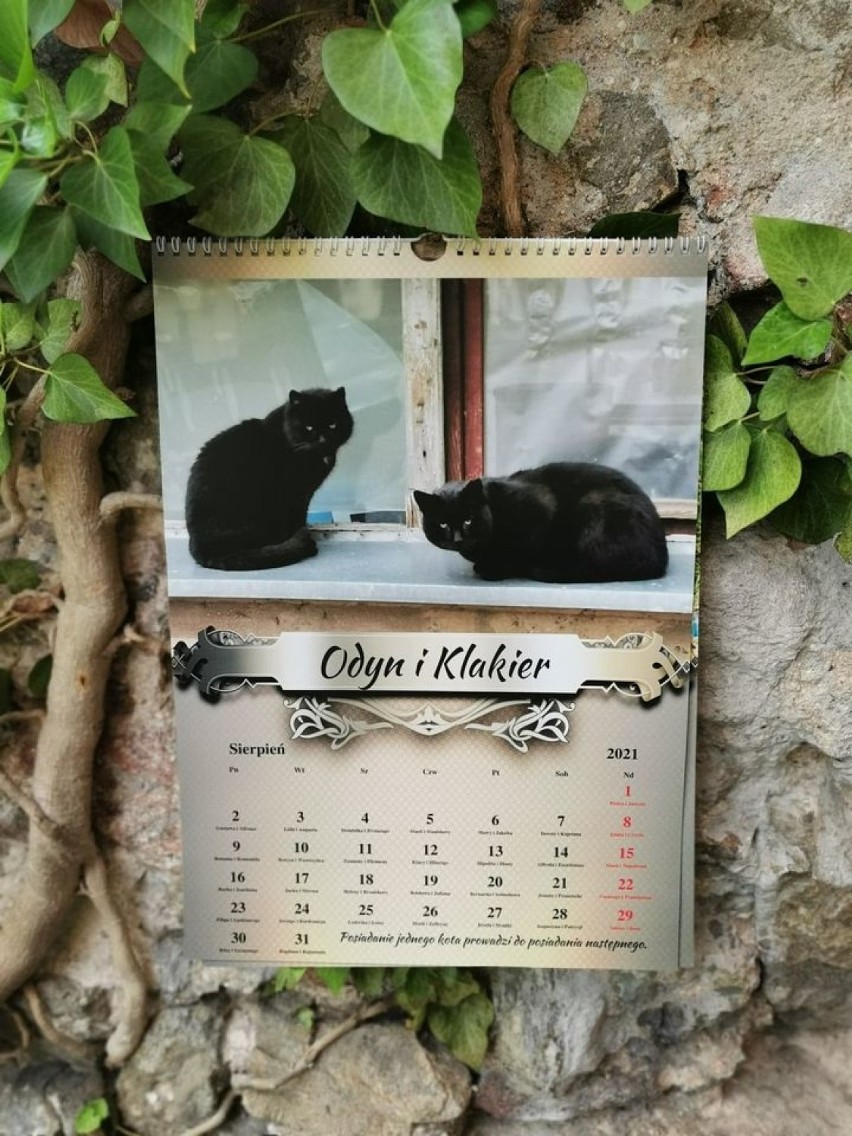 Kalendarz Koty z Zamku Książ 2021 jeszcze do kupienia....