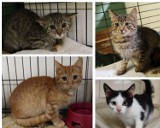 Kociaki do adopcji z Częstochowy. Są wspaniałe i czekają na nowy, kochający dom. Poznajcie je!  ZDJĘCIA
