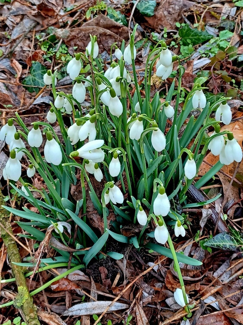 Wiosna w Wolsztynie i okolicach. Pierwsze oznaki wiosny sfotografowane przez naszych czytelników