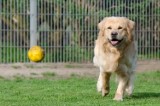 Psie wybiegi w Rzeszowie zamknięte na trzy tygodnie