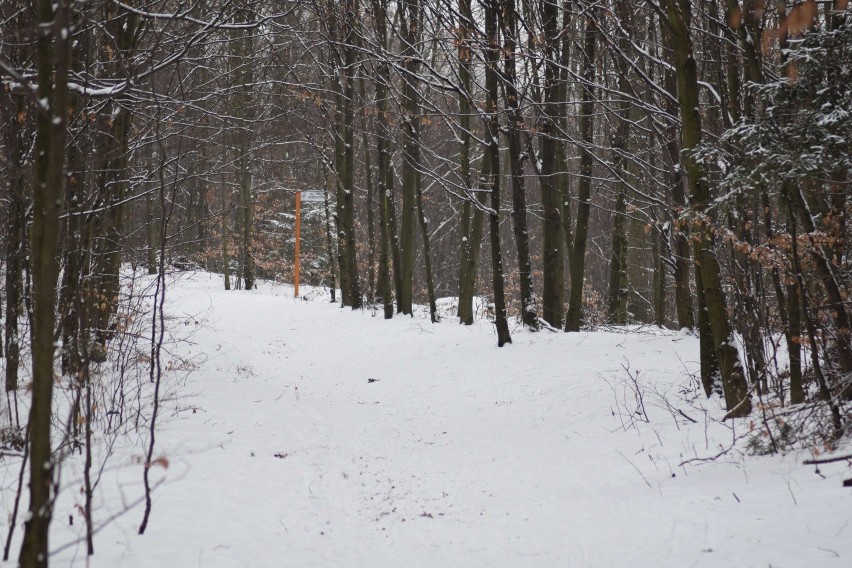 Zimowy spacer po Zielonym Lesie[ZDJĘCIA]