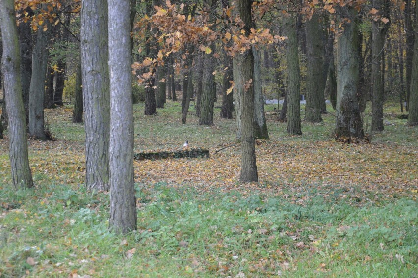 Najsmutniejszy cmentarz w Skierniewicach. Czy ktoś jeszcze pamięta o tych grobach?