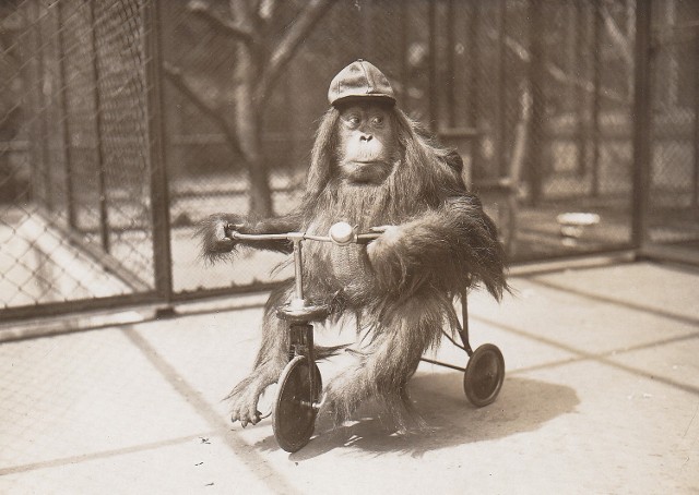 Orangutan na rowerku ok. 1930 r.